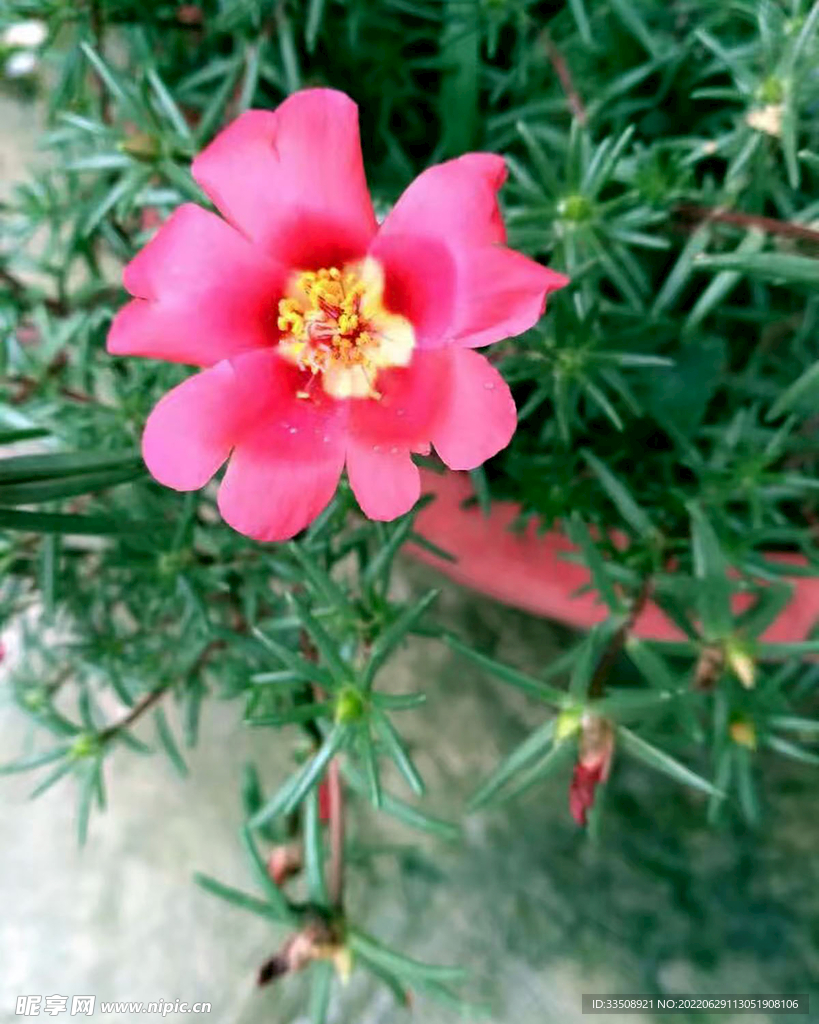 太阳花
