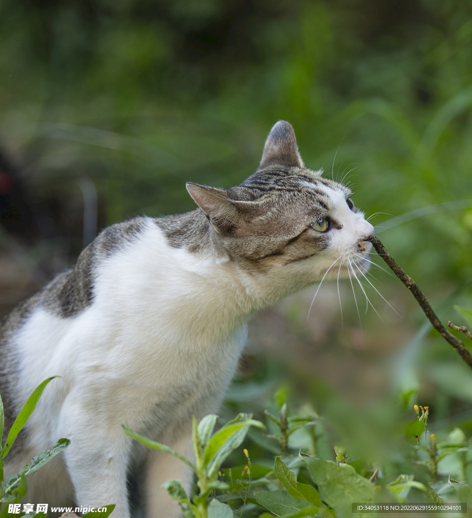 狸花猫