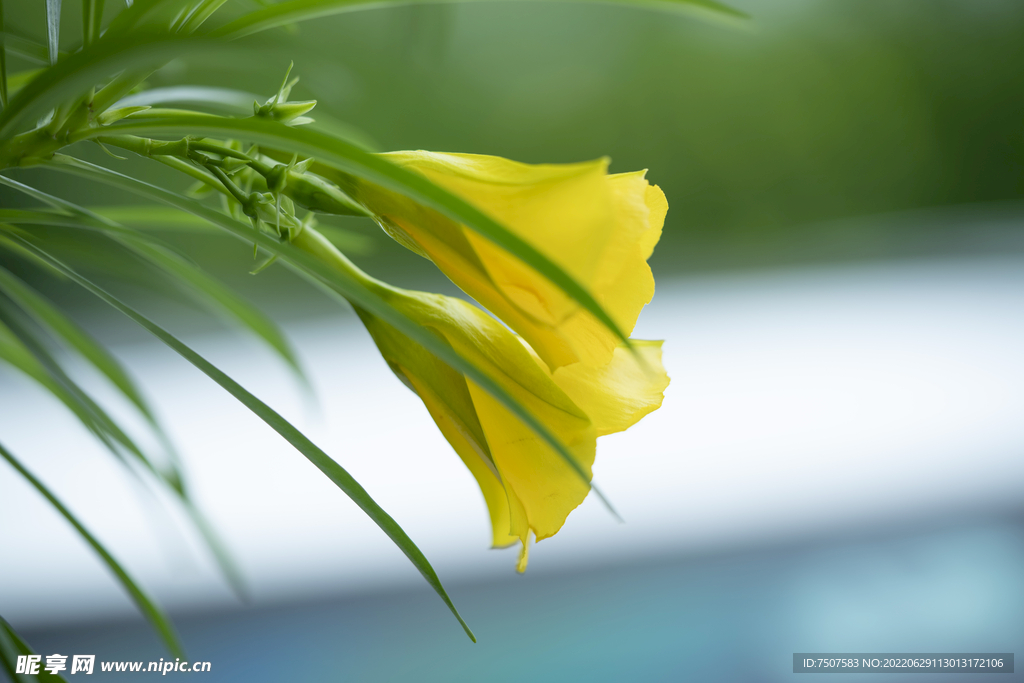 黄花夹竹桃花卉
