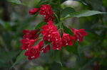 红王子锦带花