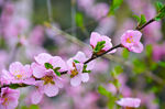 花花世界美