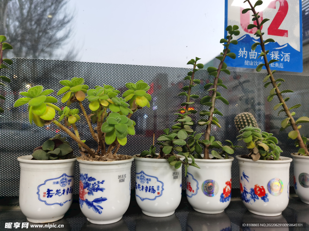 多肉植物