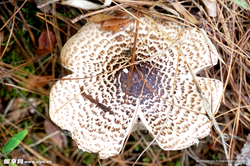 菌