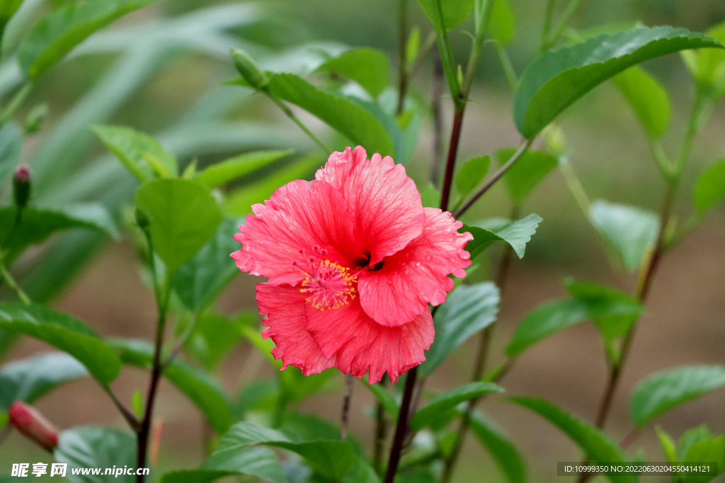 扶桑花