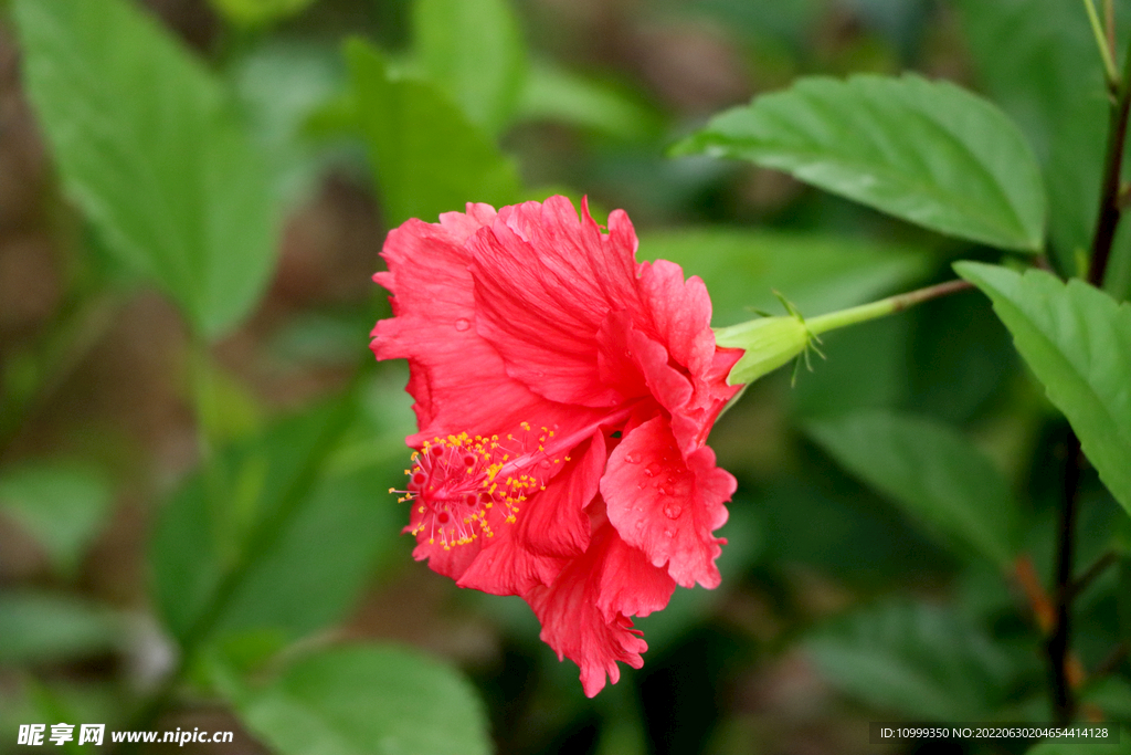 扶桑花