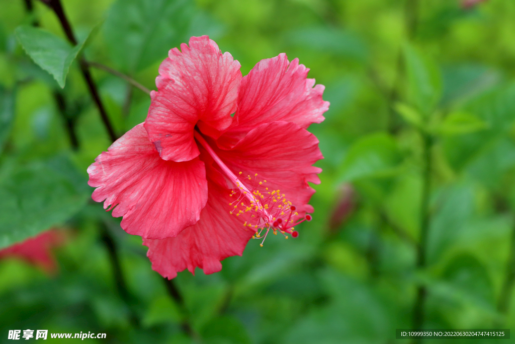 扶桑花