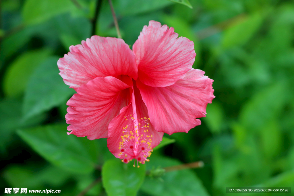 扶桑花