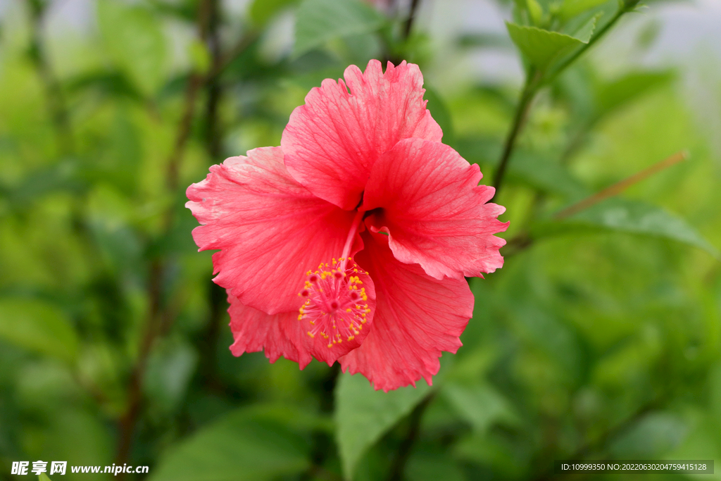 扶桑花