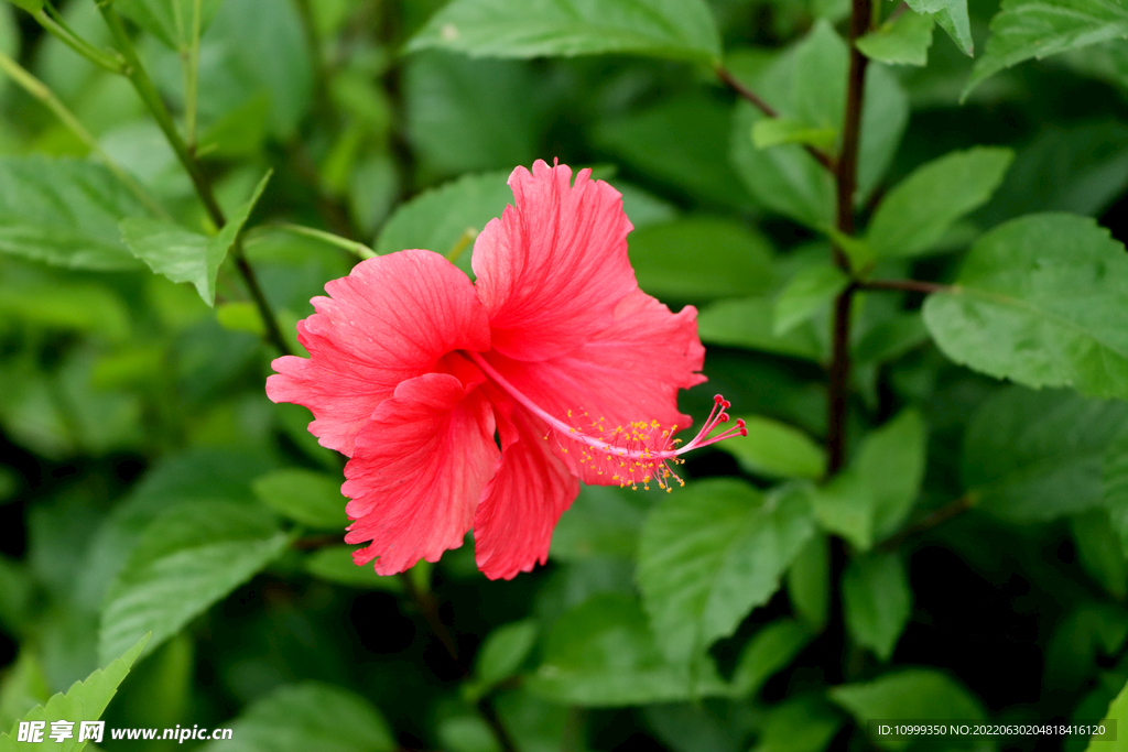 扶桑花