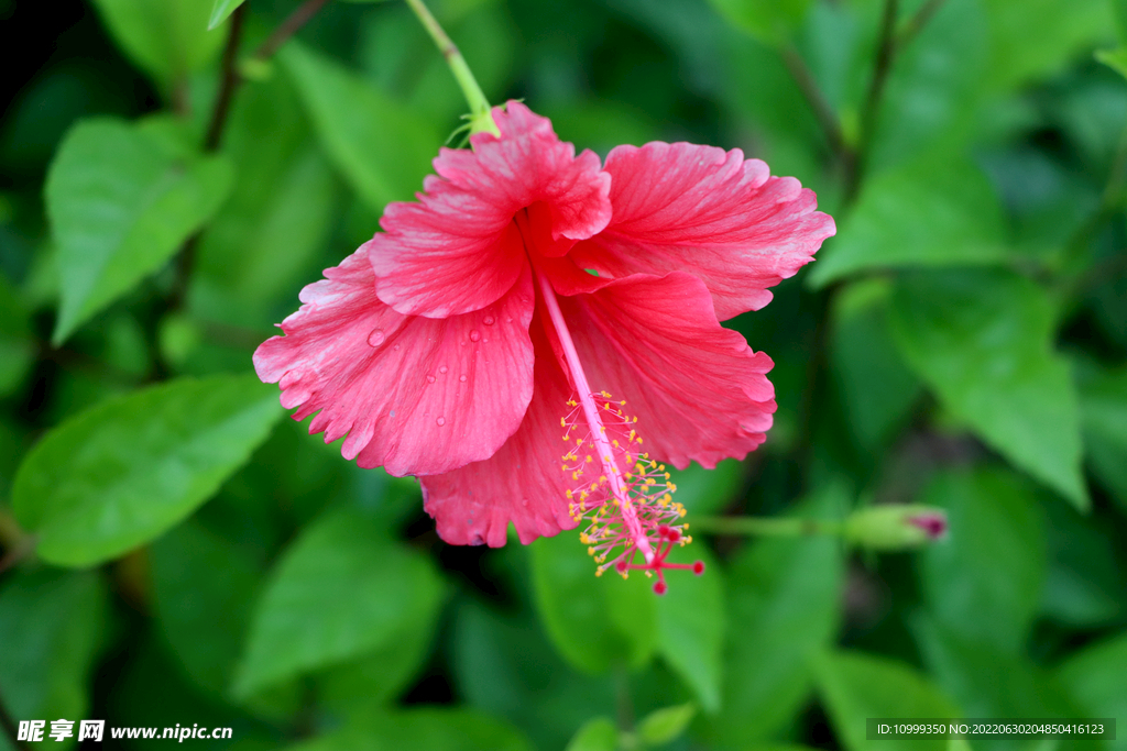 扶桑花