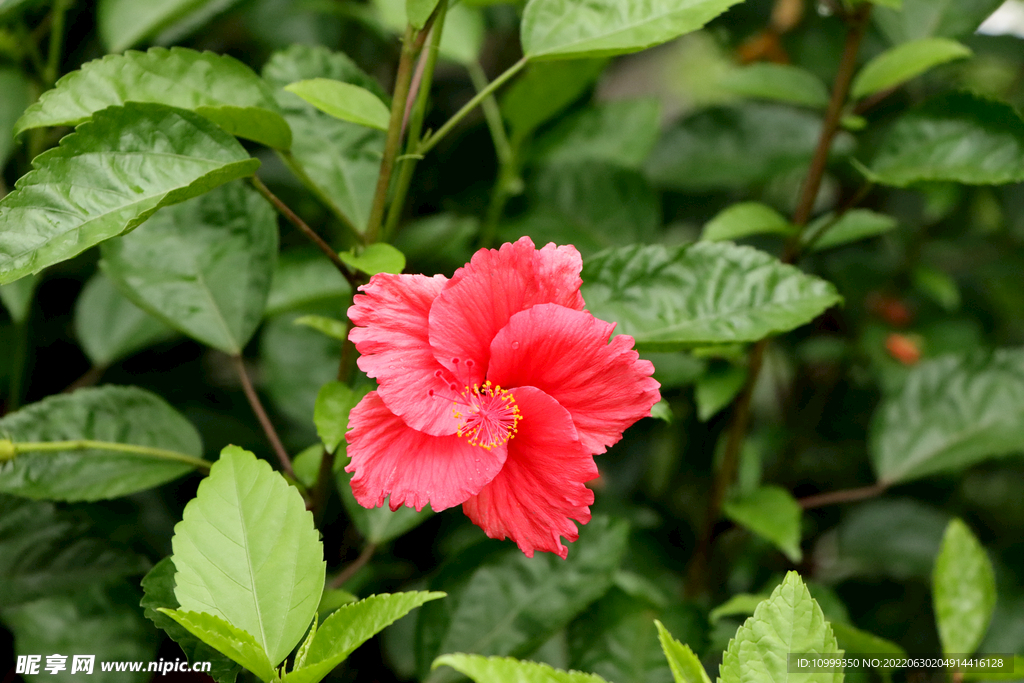 扶桑花