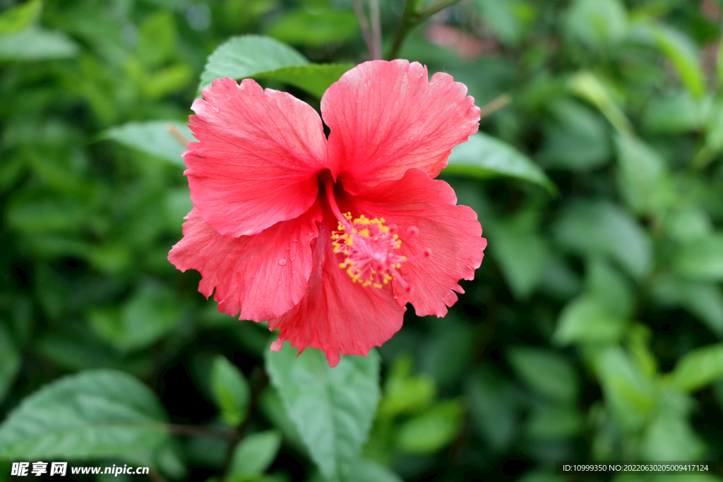 扶桑花