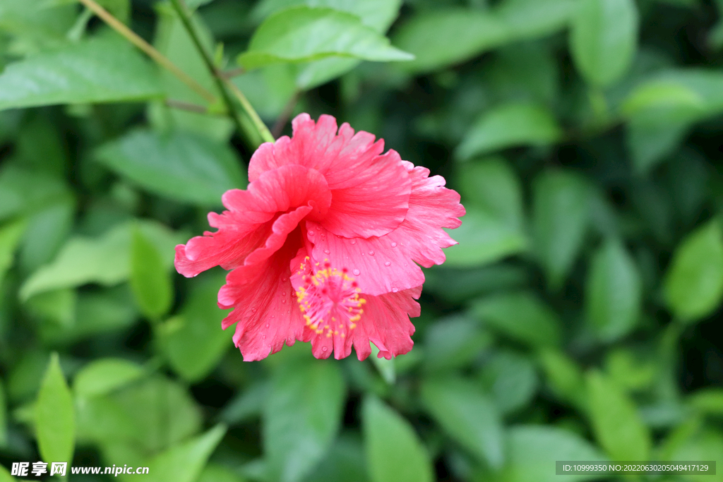 朱槿花