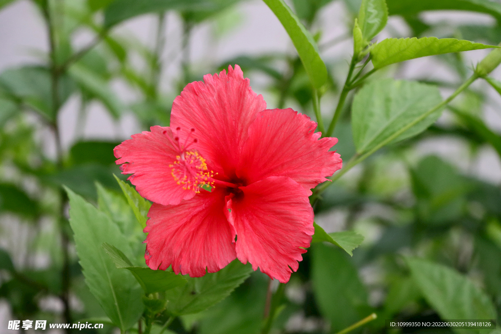 扶桑花