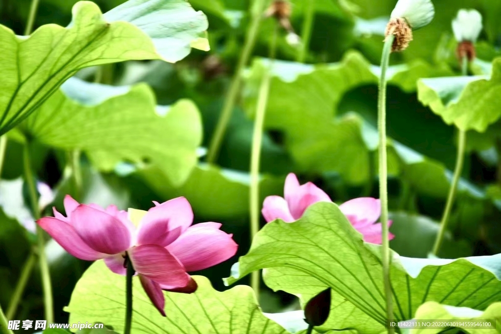 荷花