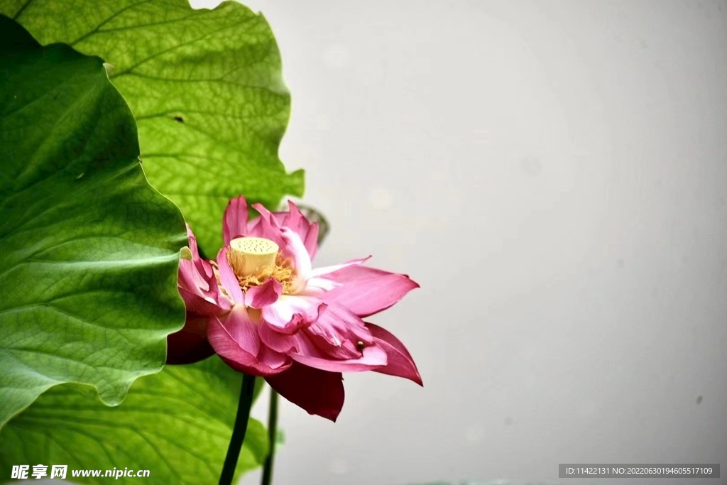 荷花