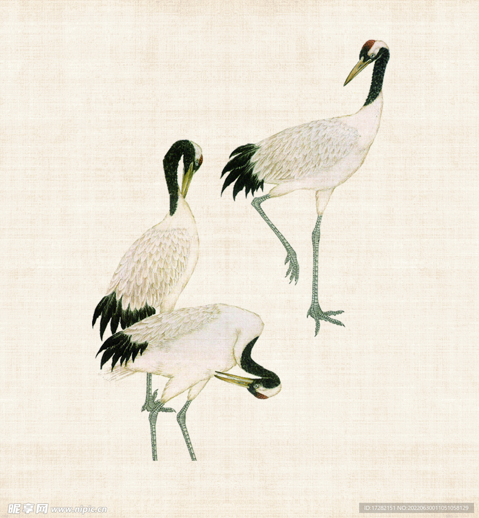 仙鹤      丹顶鹤    
