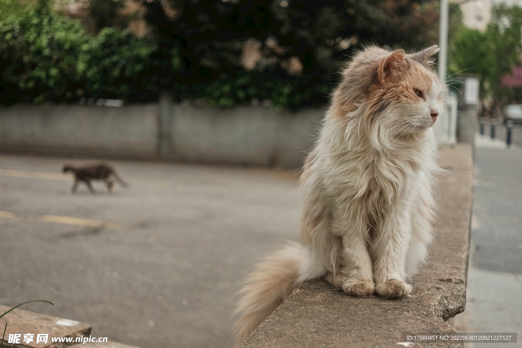 猫