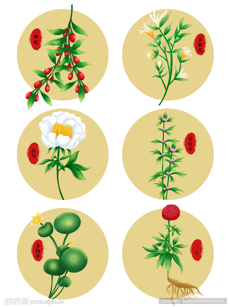 中药草本植物