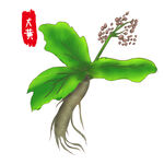 大黄
