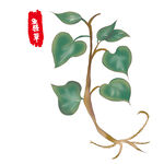 鱼腥草