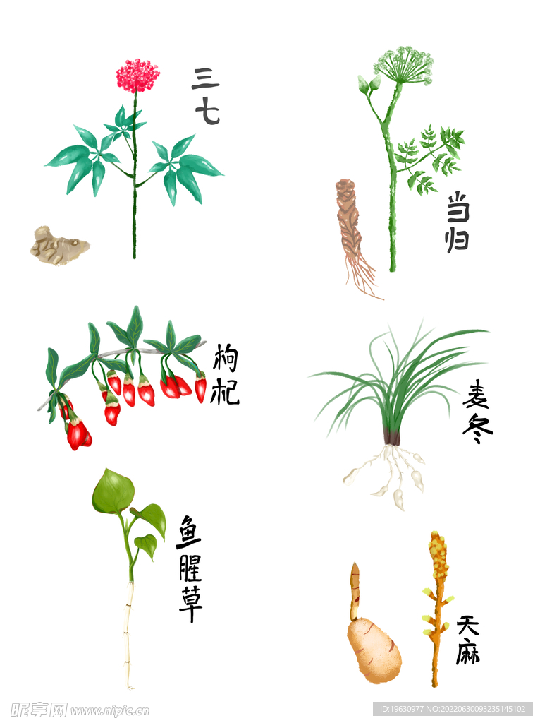 中药草本