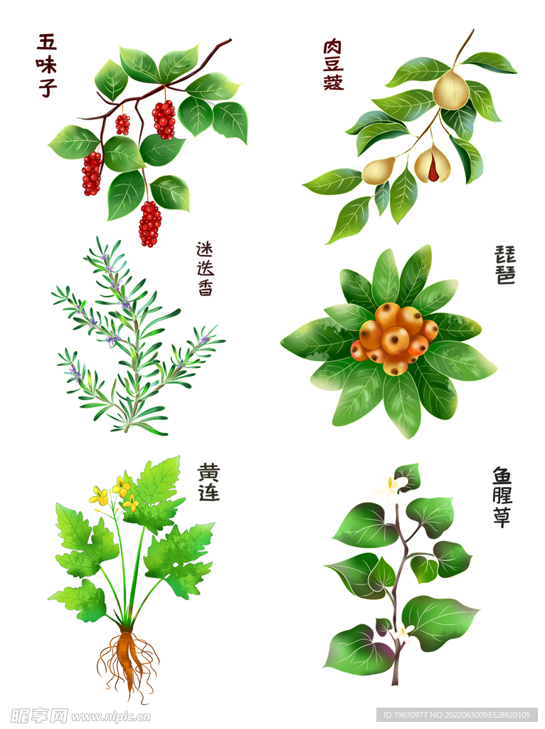 中药草本植物