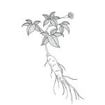 党参中草药草
