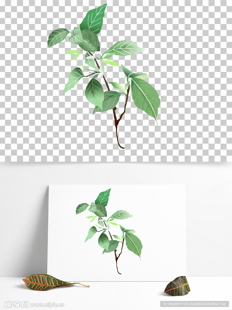 中草草本