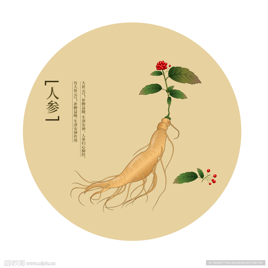 植物人参