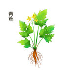 黄连