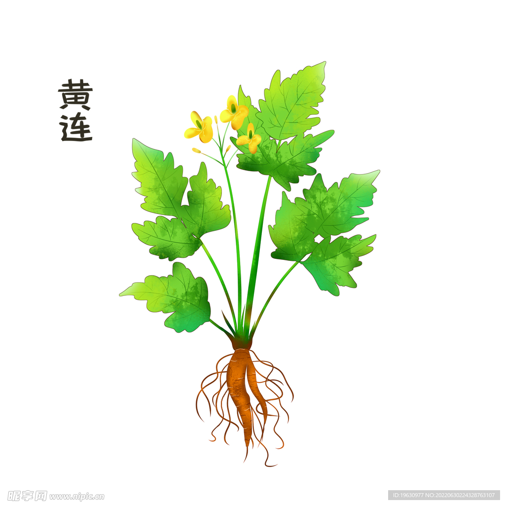 黄连