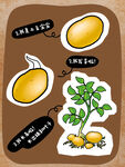 土豆成长过程图