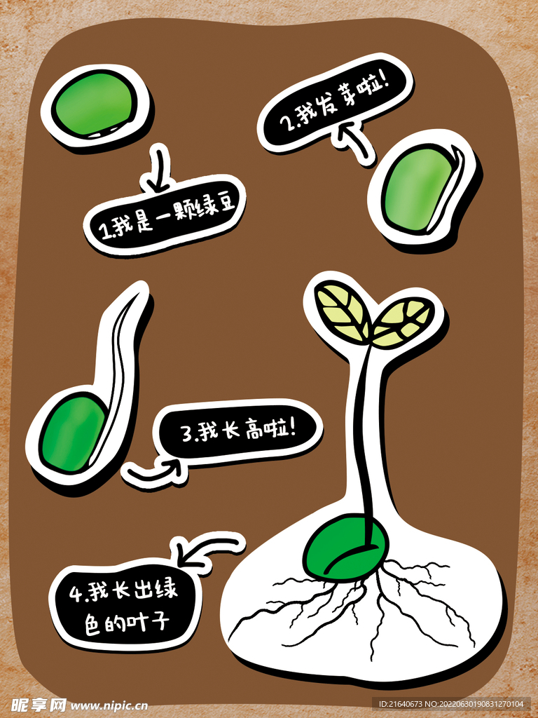 豆子成长过程图