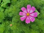 波斯菊