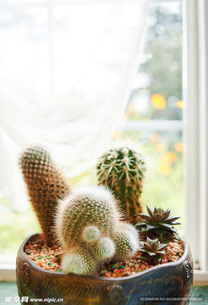 室内仙人掌植物