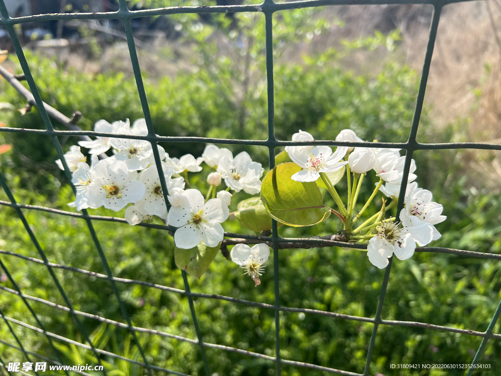 花开似雪