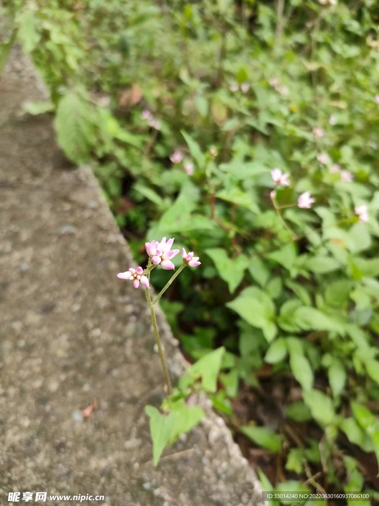 花