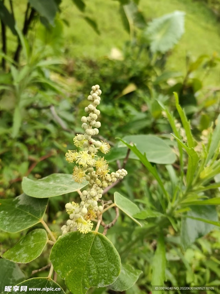 植物