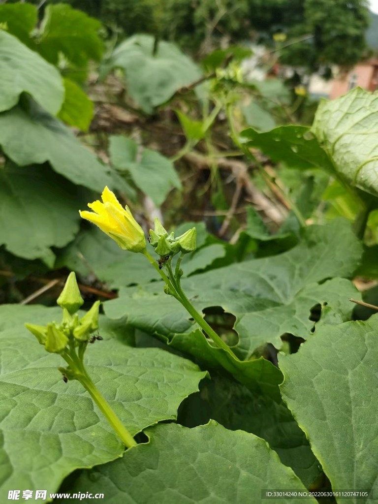 花