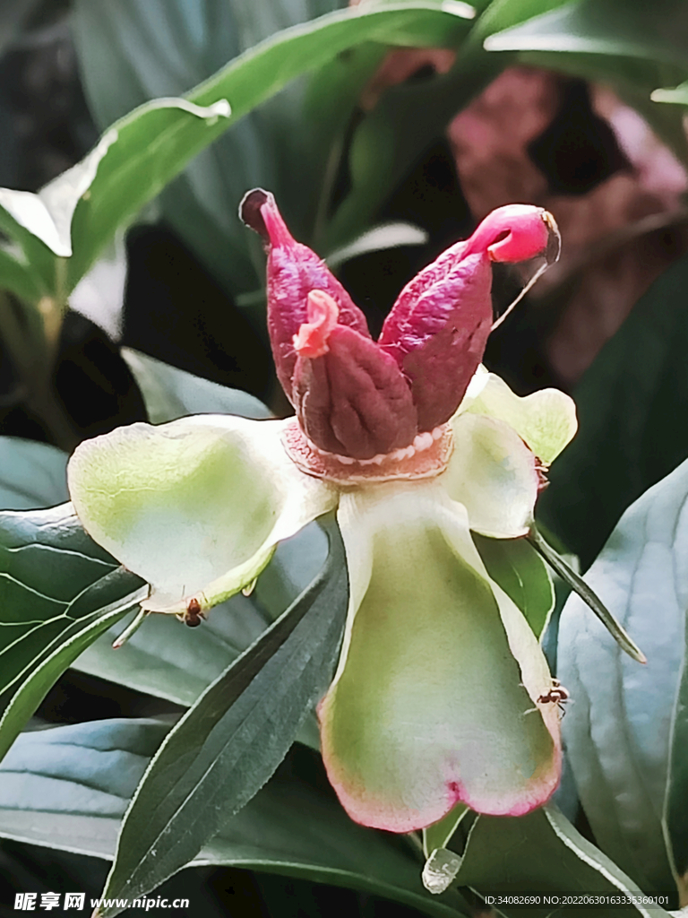 芍药花的红色果实 种子 蓇葖