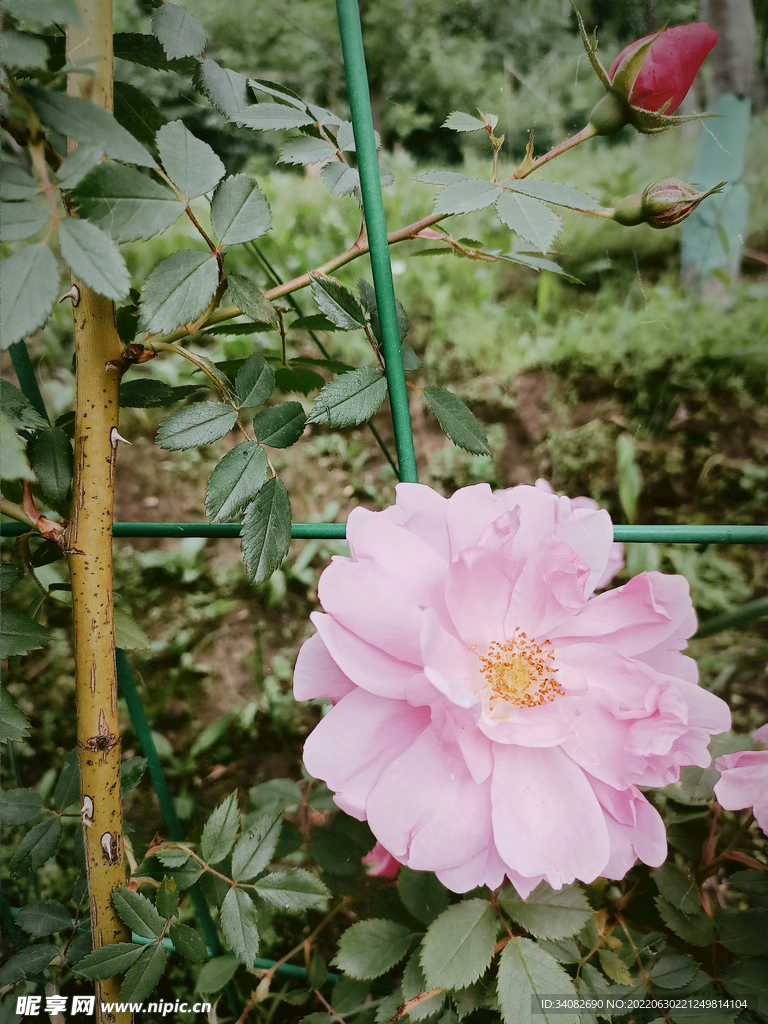单枝粉色蔷薇