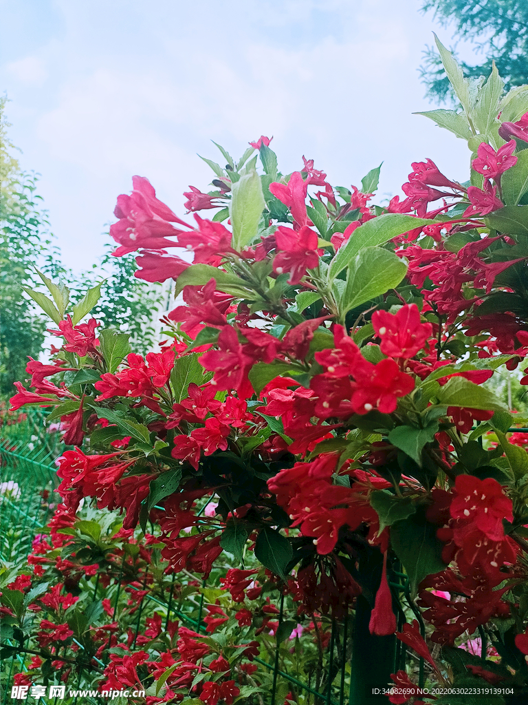 红色锦带花