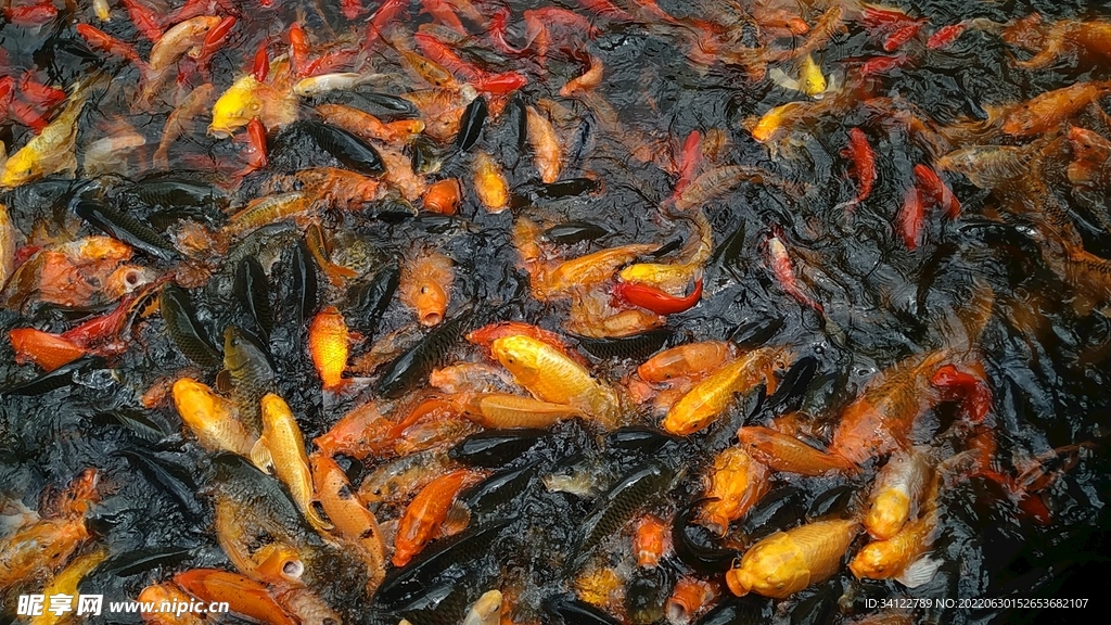 鱼