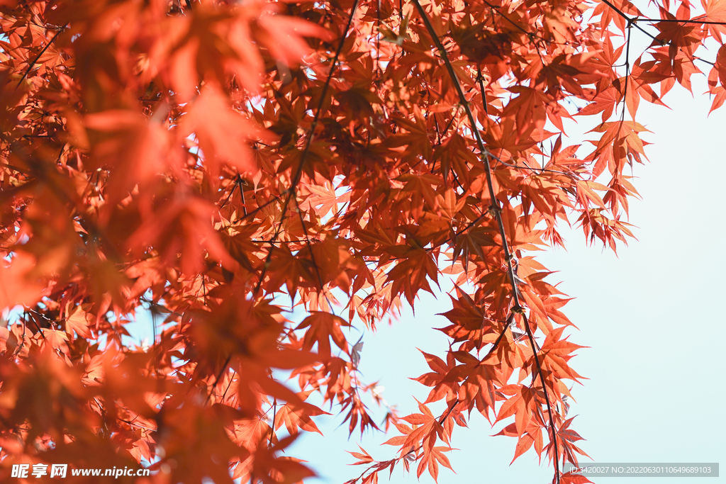 鸡爪槭 