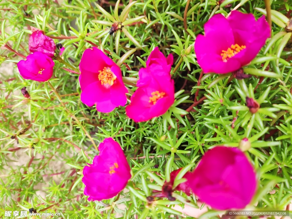 紫色的花