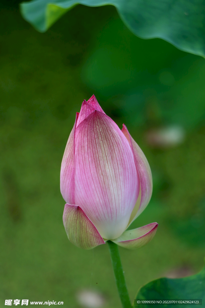 荷花花苞
