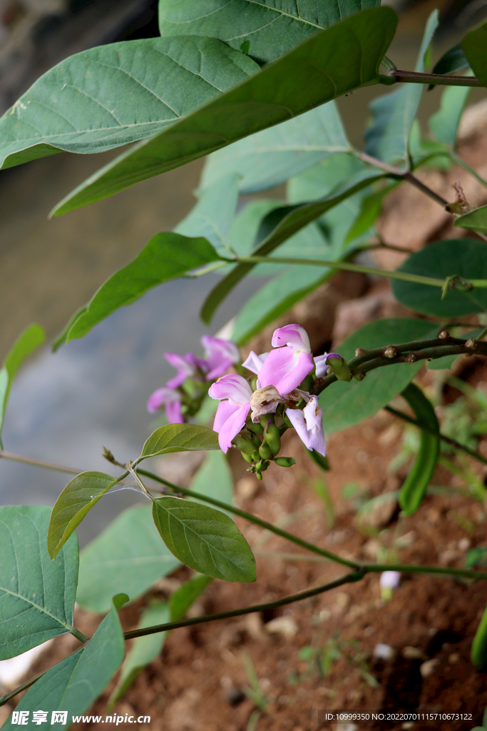 刀豆花