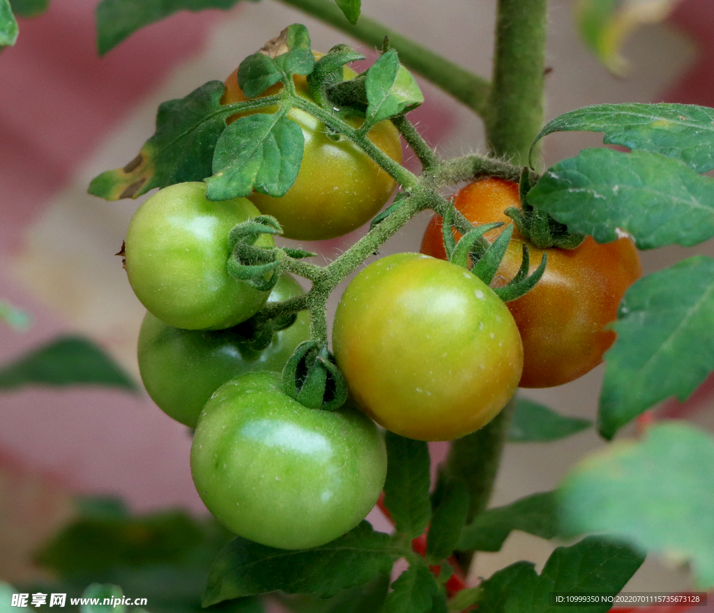 小番茄、圣女果摄影|摄影|产品|冬兰UED - 原创作品 - 站酷 (ZCOOL)