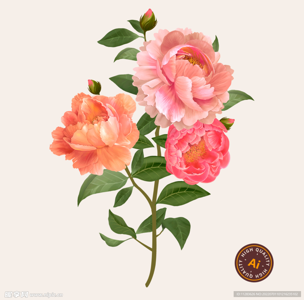 手绘牡丹花